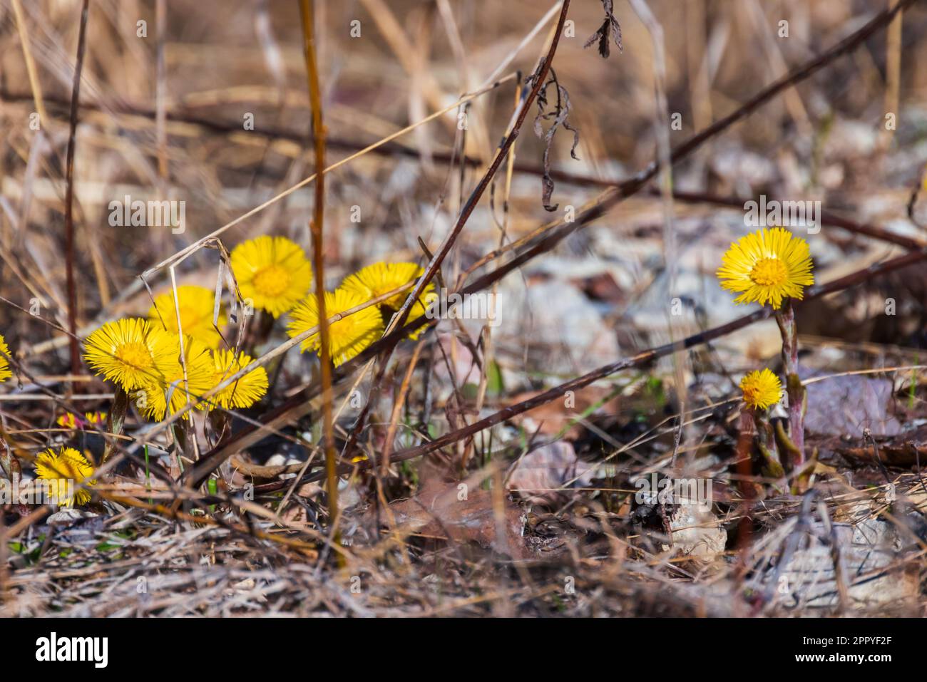 Die ersten wilden gelben Frühlingsblumen wachsen im trockenen Gras, natürliches Foto an einem sonnigen Tag. Tussilago farfarfara, allgemein bekannt als Coltsfoot Stockfoto