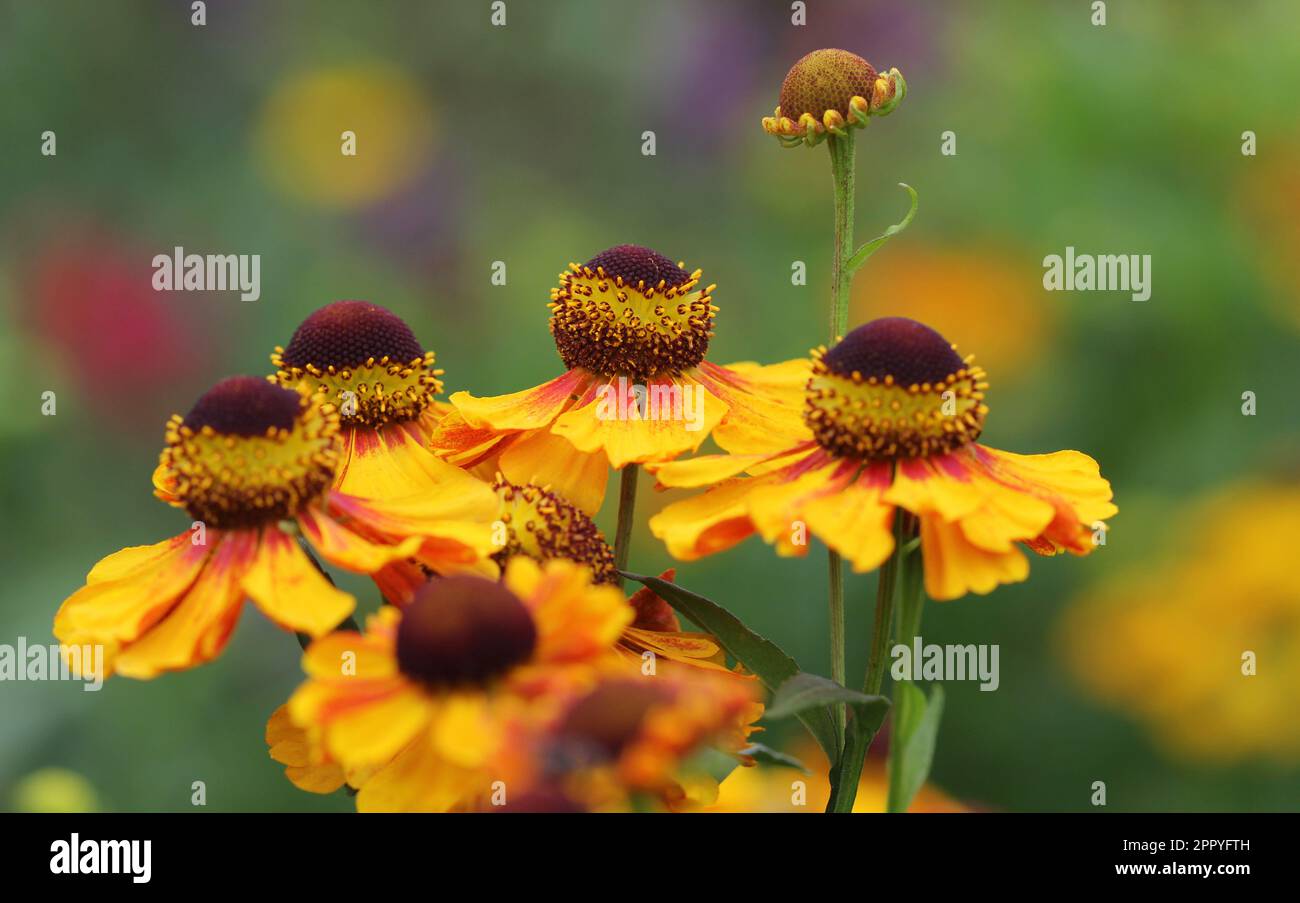 Rote und gelbe Heleniumblumen Stockfoto