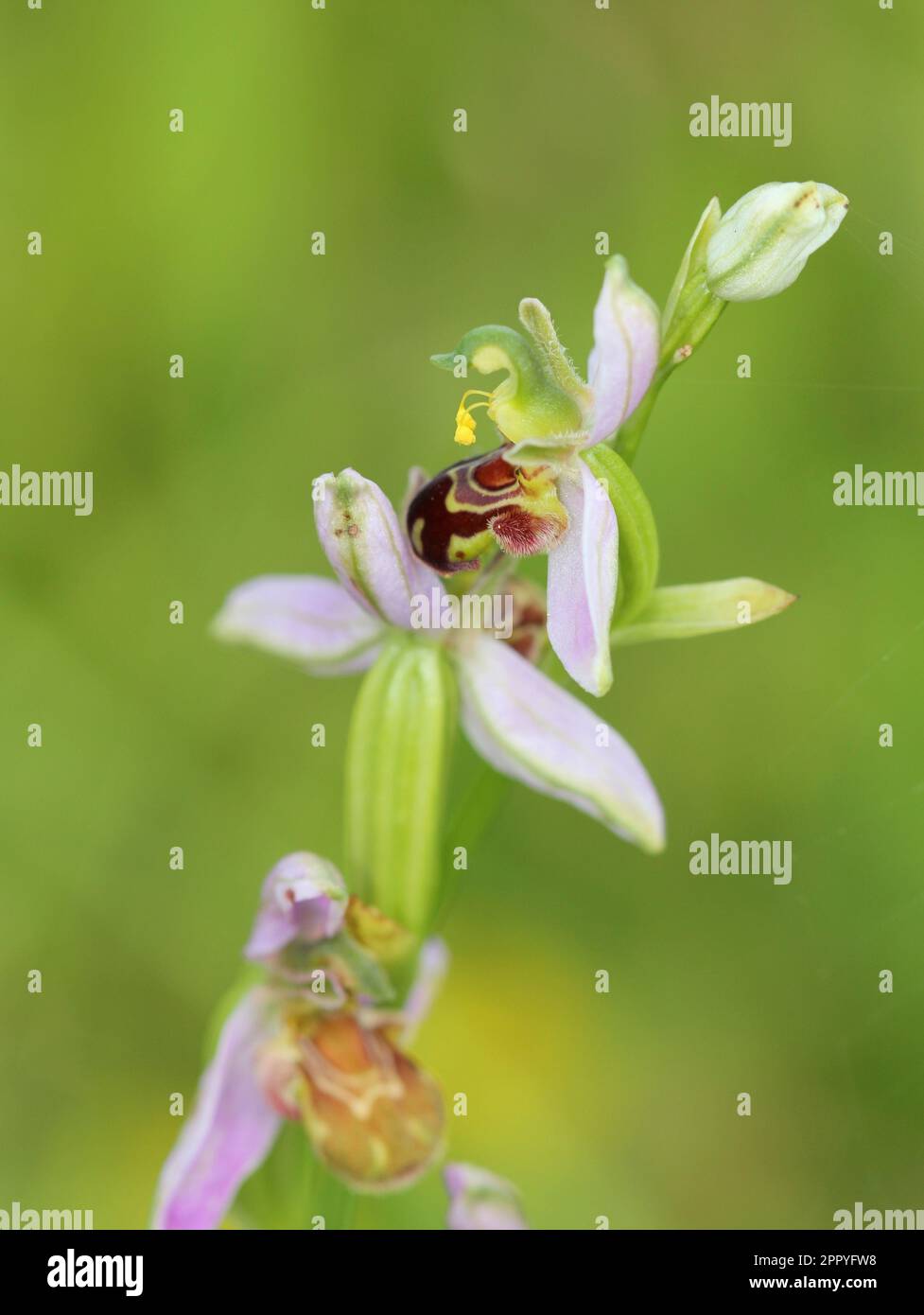 Die Bienenorchidee, Ophrys apifera, wächst wild in Norfolk Stockfoto