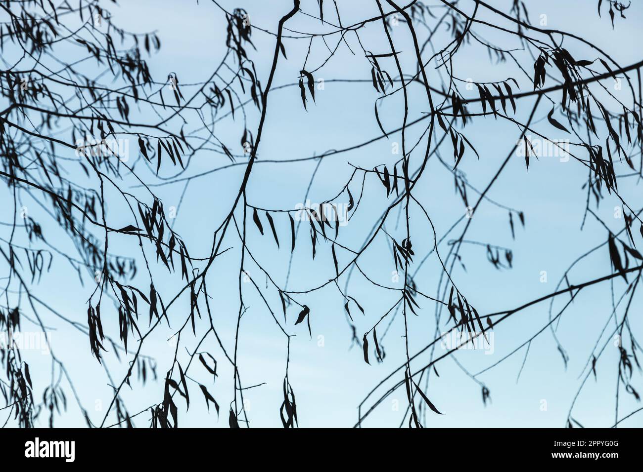 Weinende Weidenzweige sind unter blauem Himmel und natürlichem Fotohintergrund. Silhouettenfoto mit weichem, selektivem Fokus Stockfoto