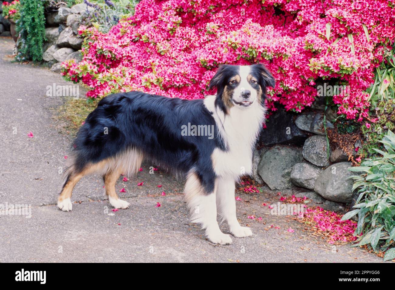 Australian Shepherd vor dem atemberaubenden rosa Blumenbusch draußen Stockfoto