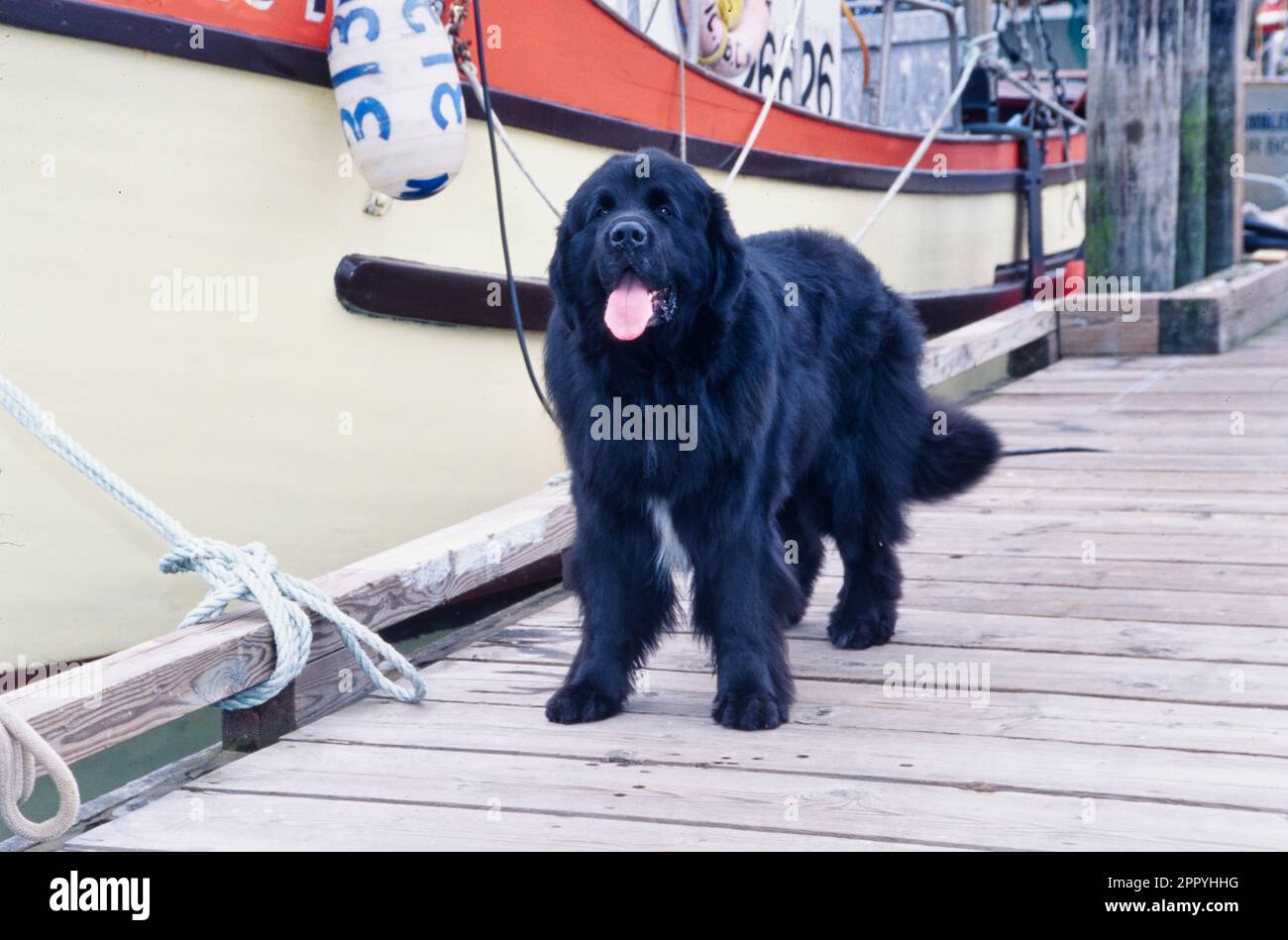Schwarzes Neufundland steht am Dock neben dem cremefarbenen Boot Stockfoto
