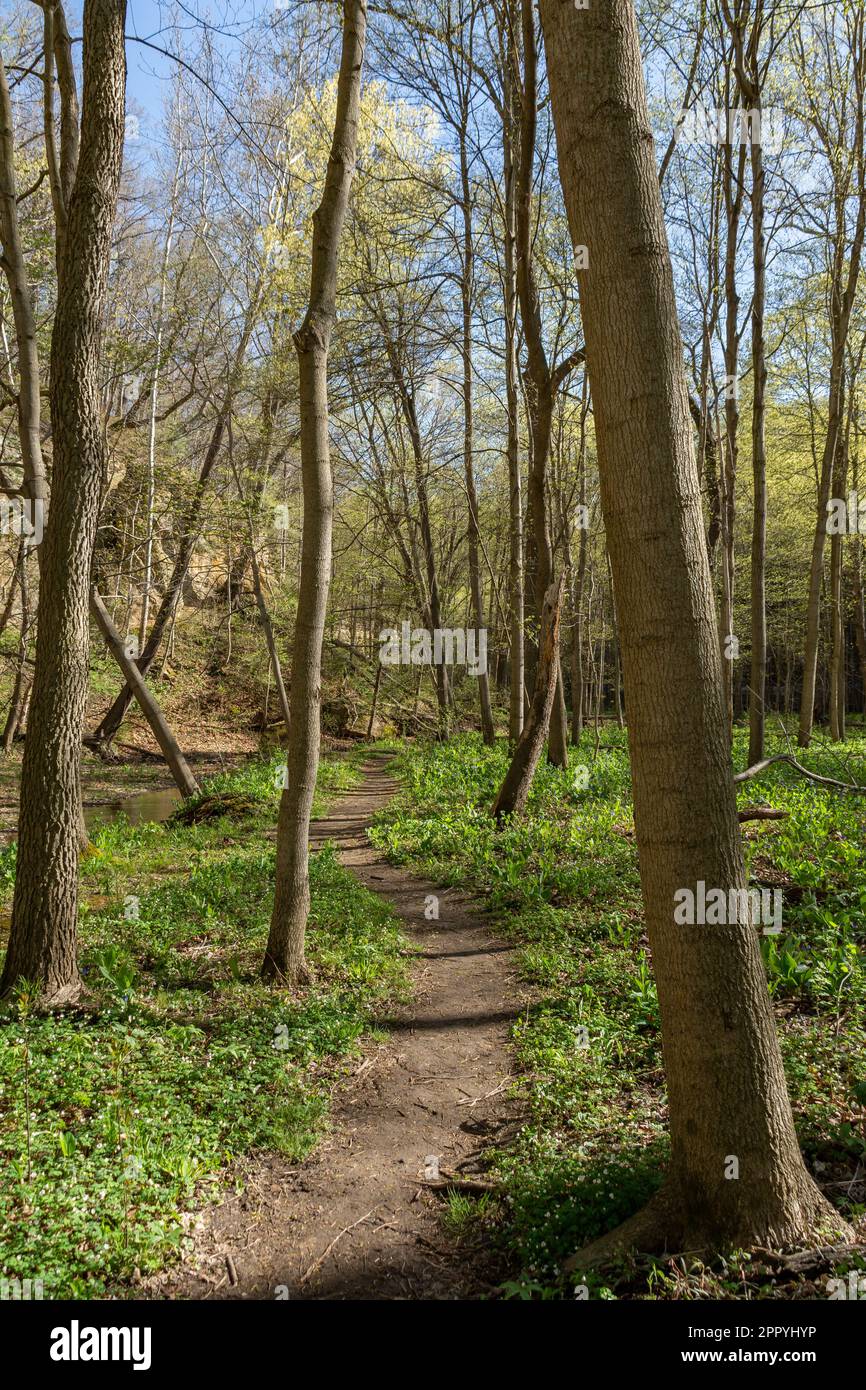 Frühlingsfarben auf einer sonnigen Wanderung im Starved Rock State Park. Stockfoto