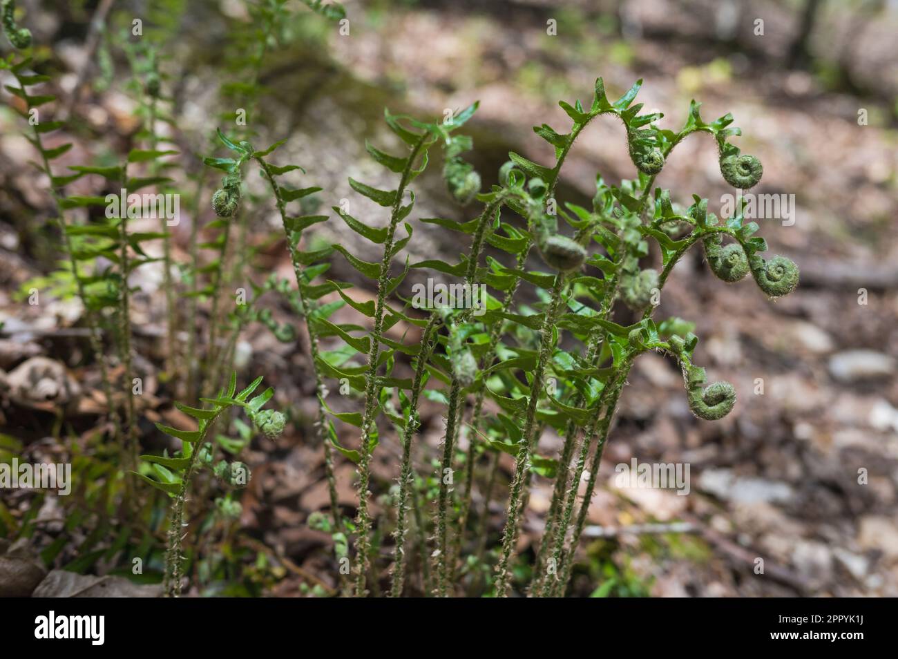 Geiger, Wildfarne, North Carolina Stockfoto