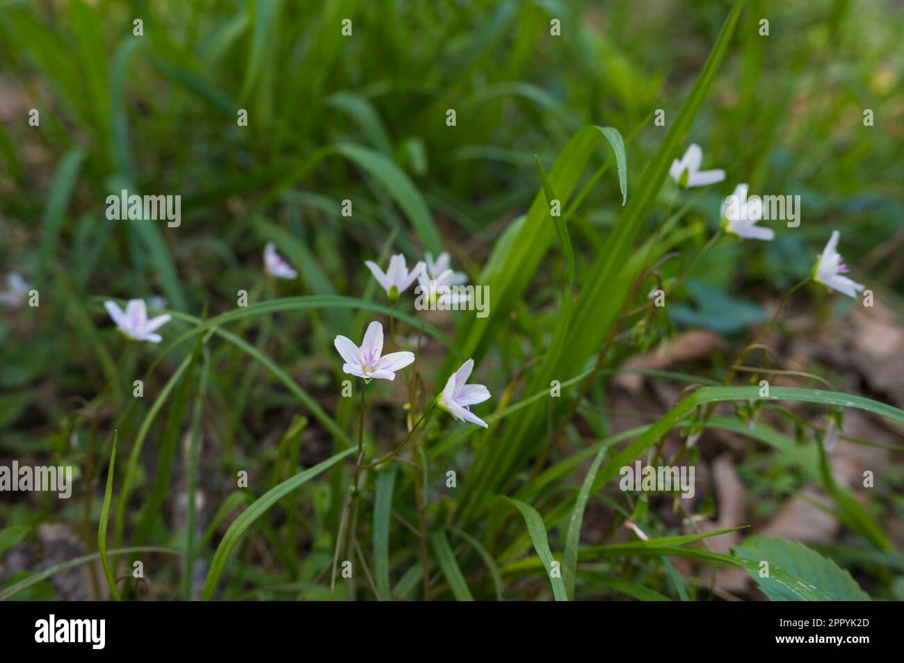 Wild Spring Beauty (Claytonia virginica), North Carolina, USA Stockfoto