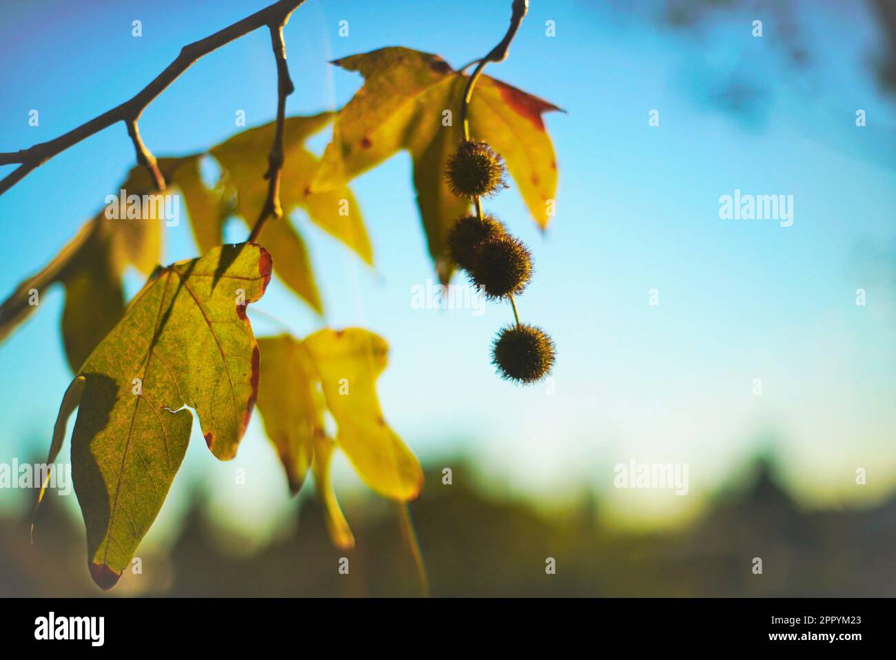 Grüne Blätter auf einem Baum am Morgen Stockfoto