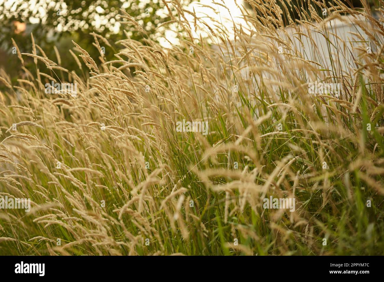 Schöne Konsistenz von Sommergras Stockfoto