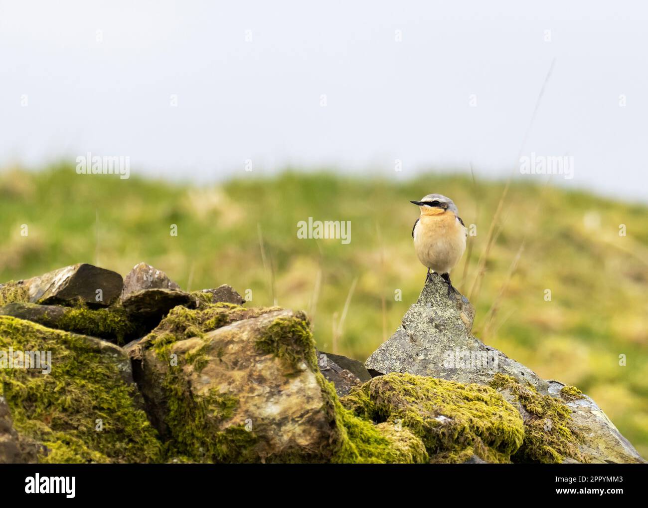 Ein männlicher Nordwaldwärmer, Oenanthe Oenanthe bei Ambleside, Lake District, Großbritannien. Stockfoto