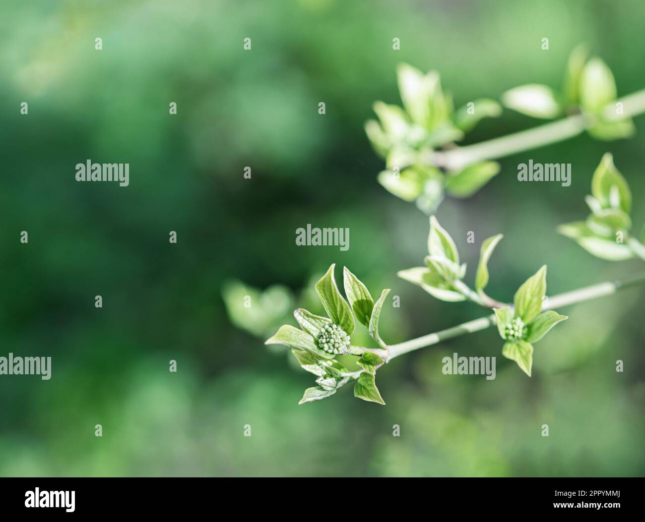 Knospen und junge Blätter eines Hundelholzes auf grünem abstraktem Hintergrund. Botanischer Name - Cornus sanguinea. Typischerweise als ästhetische Pflanze gepflanzt und ist Uti Stockfoto