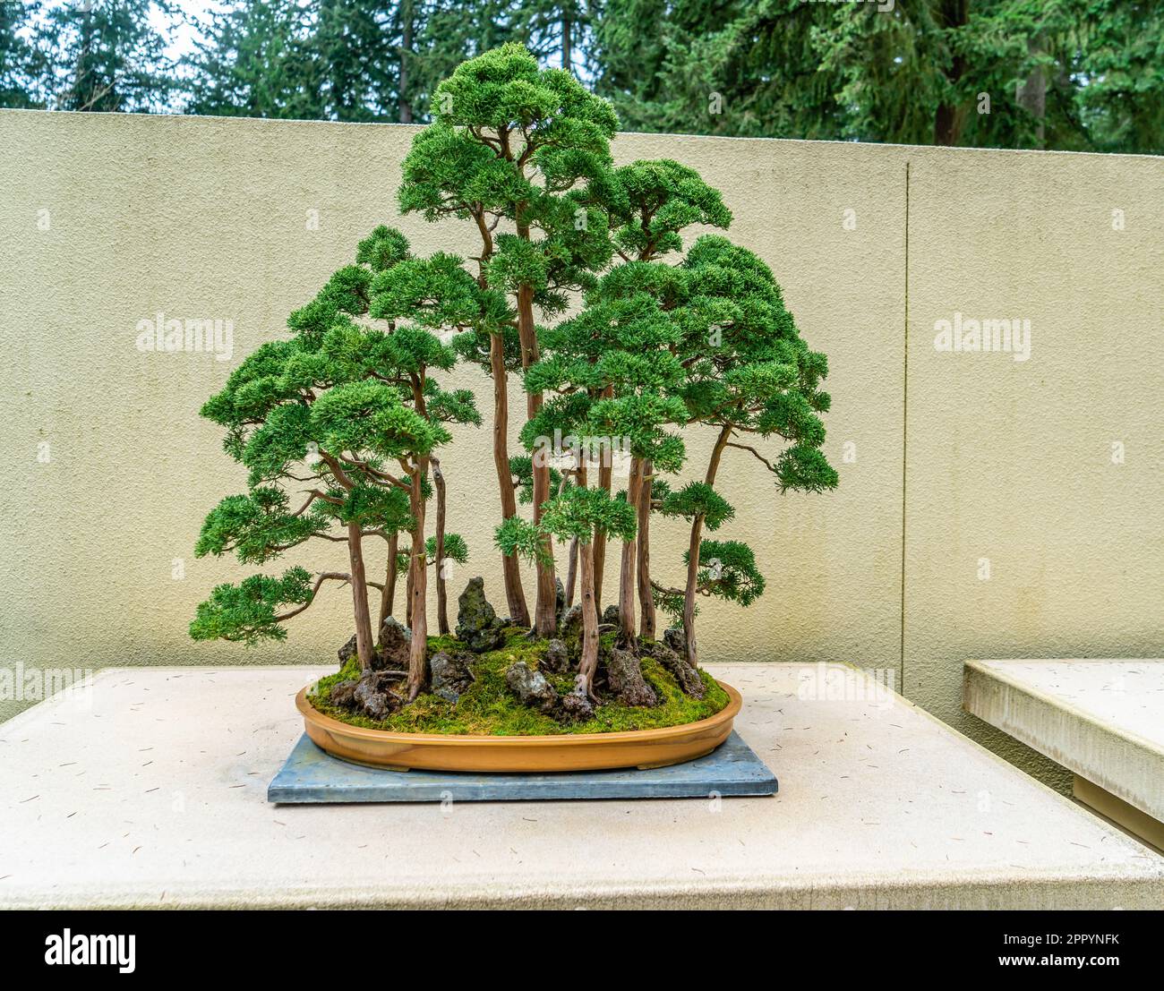 Ein Wald voller Bonsai-Bume im Pacific Bonsai Museum in Federal Way,  Washington Stockfotografie - Alamy