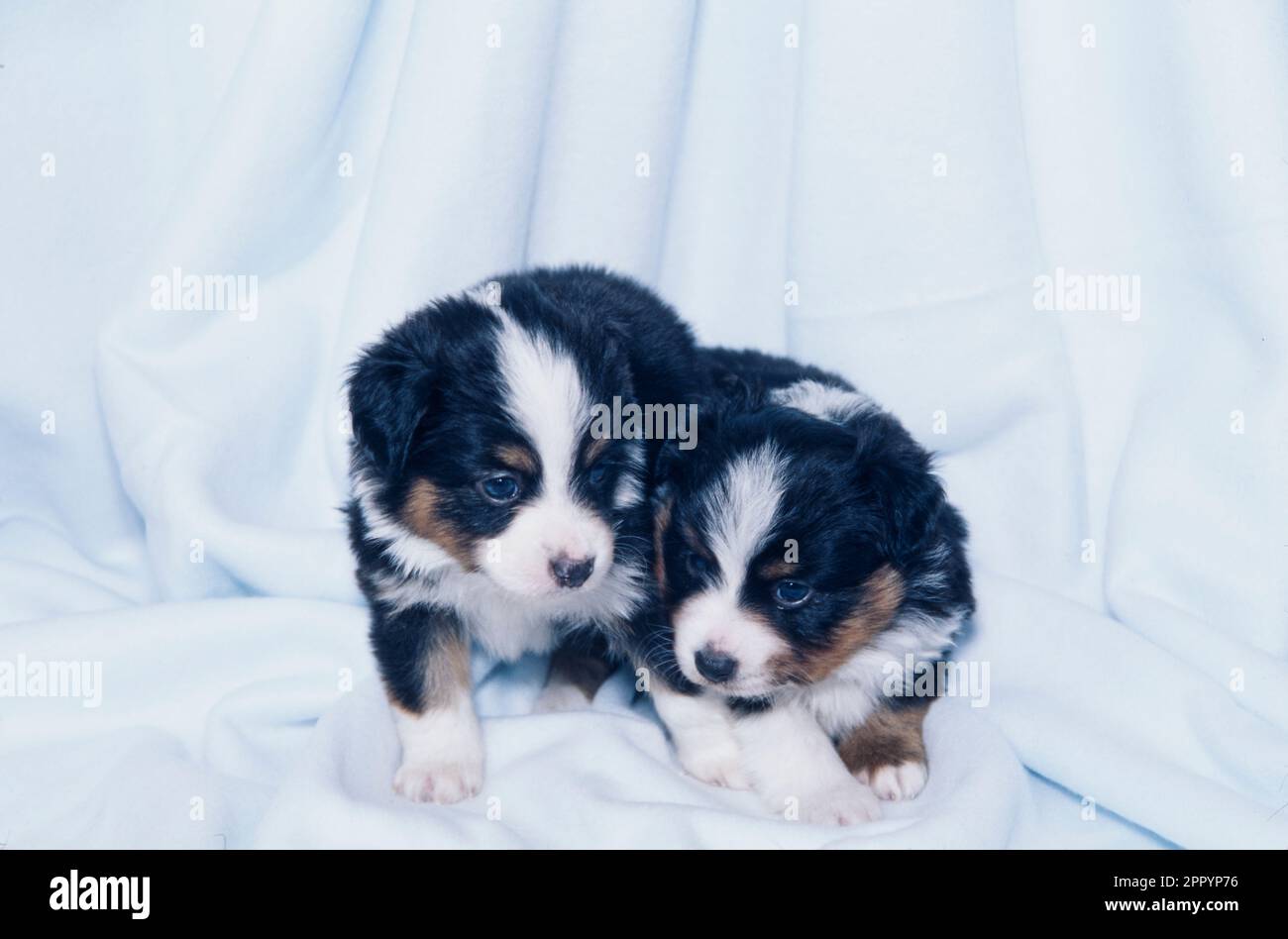 Junge australische Schäferhunde, die auf einer weißen Decke sitzen Stockfoto