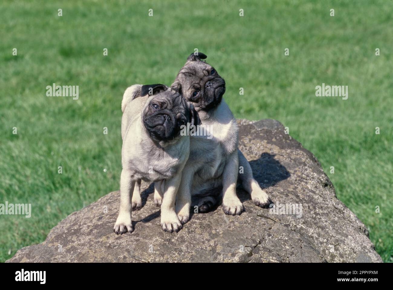 Zwei Hundekugeln, die draußen im Gras auf Felsen sitzen, mit geneigten Köpfen Stockfoto