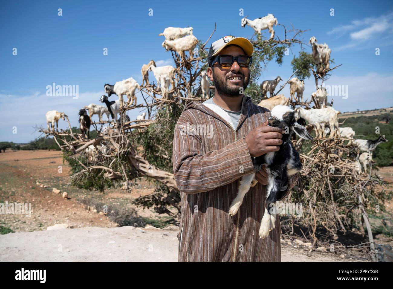 Ziegenhirte posiert mit seiner Herde auf einem Baum entlang der Straße von Marrakesch nach Essaouira. Entlang dieser Straße gibt es eine Reihe von Bäumen, die so angeordnet sind, dass die Ziegen auf sie klettern und ihre Besitzer Geld verdienen, indem sie Touristen sie fotografieren lassen. Stockfoto