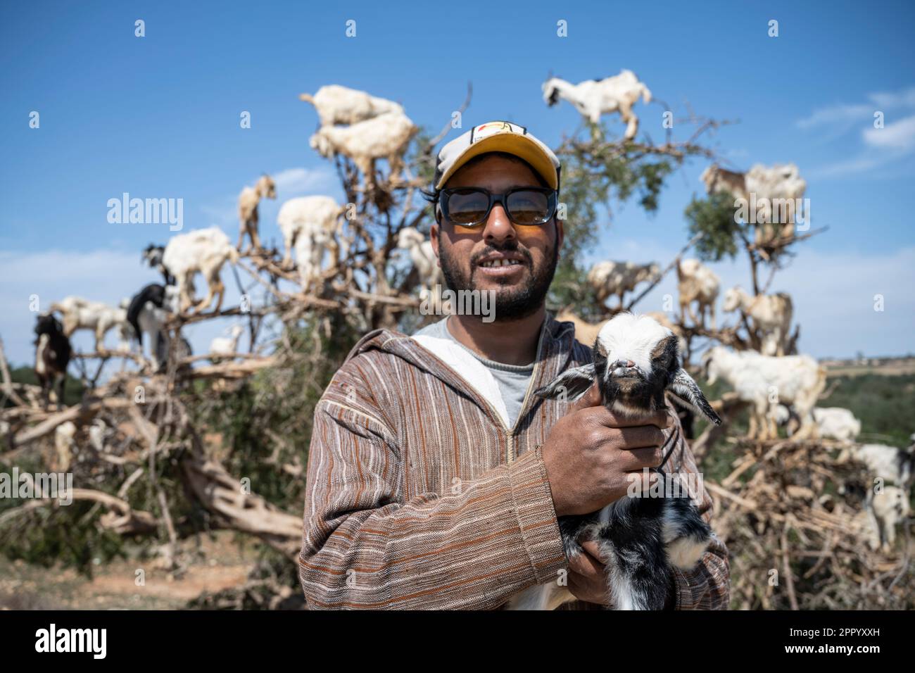 Ziegenhirte posiert mit seiner Herde auf einem Baum entlang der Straße von Marrakesch nach Essaouira. Entlang dieser Straße gibt es eine Reihe von Bäumen, die so angeordnet sind, dass die Ziegen auf sie klettern und ihre Besitzer Geld verdienen, indem sie Touristen sie fotografieren lassen. Stockfoto