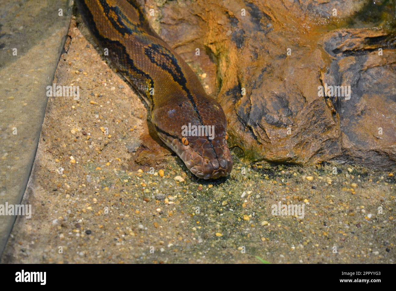 Retikulierte Python in einem Zooterrarium. Python-Nahaufnahme. Stockfoto