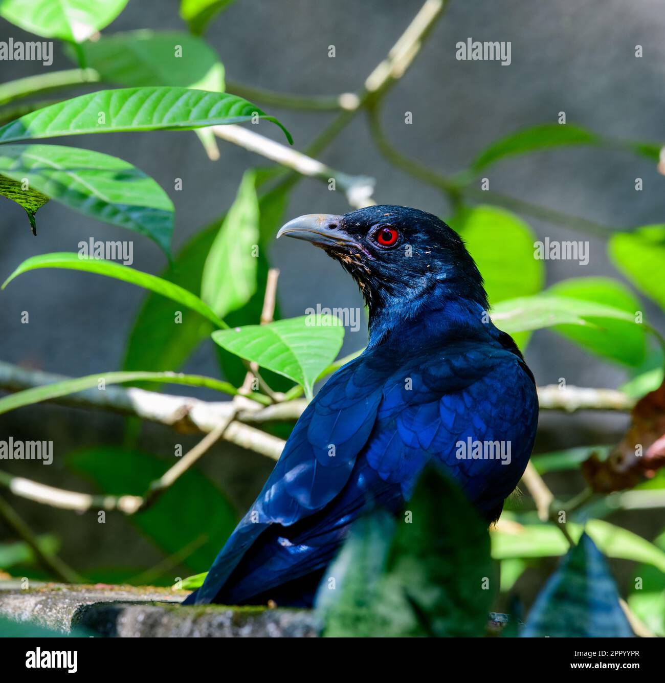 Halten Sie die Essenz von Keralas Vogelwelt, die reiche Artenvielfalt und beeindruckende Momente fest. Eine visuelle Reise durch die pulsierenden Vogelwunder in kerala Stockfoto