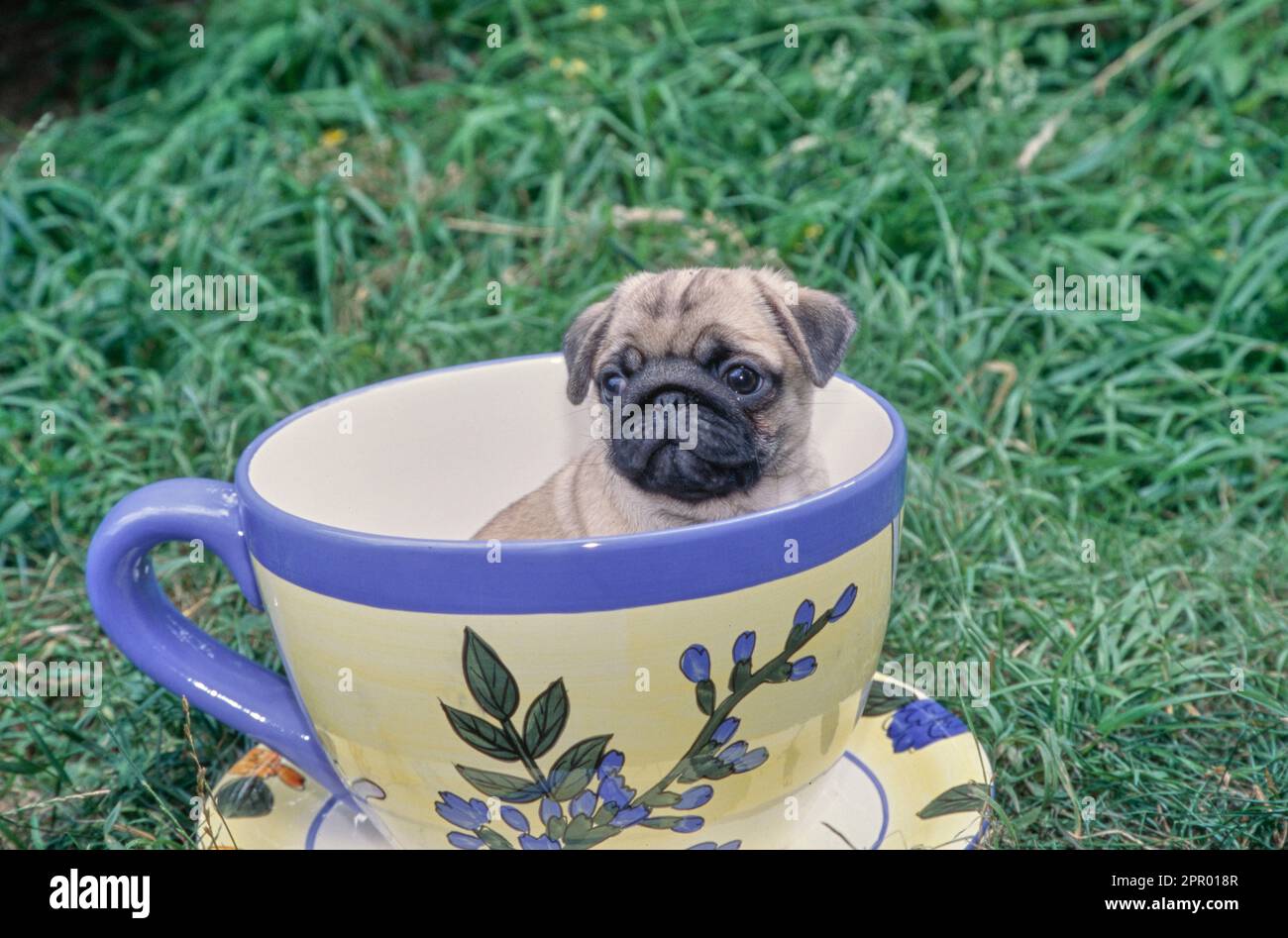 Das niedliche Hündchen sitzt im Teetasse-Topf mit Blumenmuster draußen im Garten Stockfoto