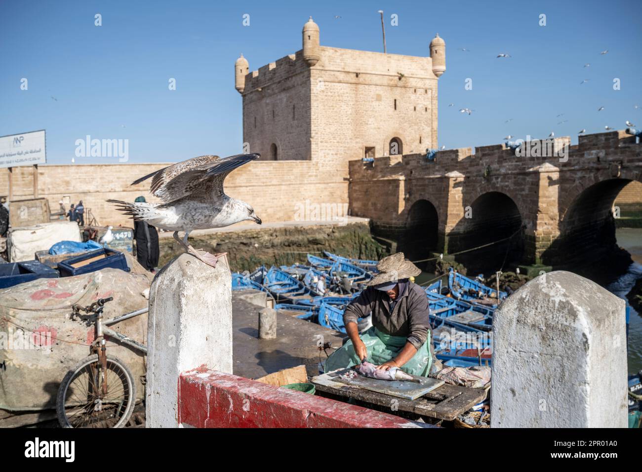 Fischer säubern Fische im Hafen von Essaouira neben den Stadtmauern. Stockfoto