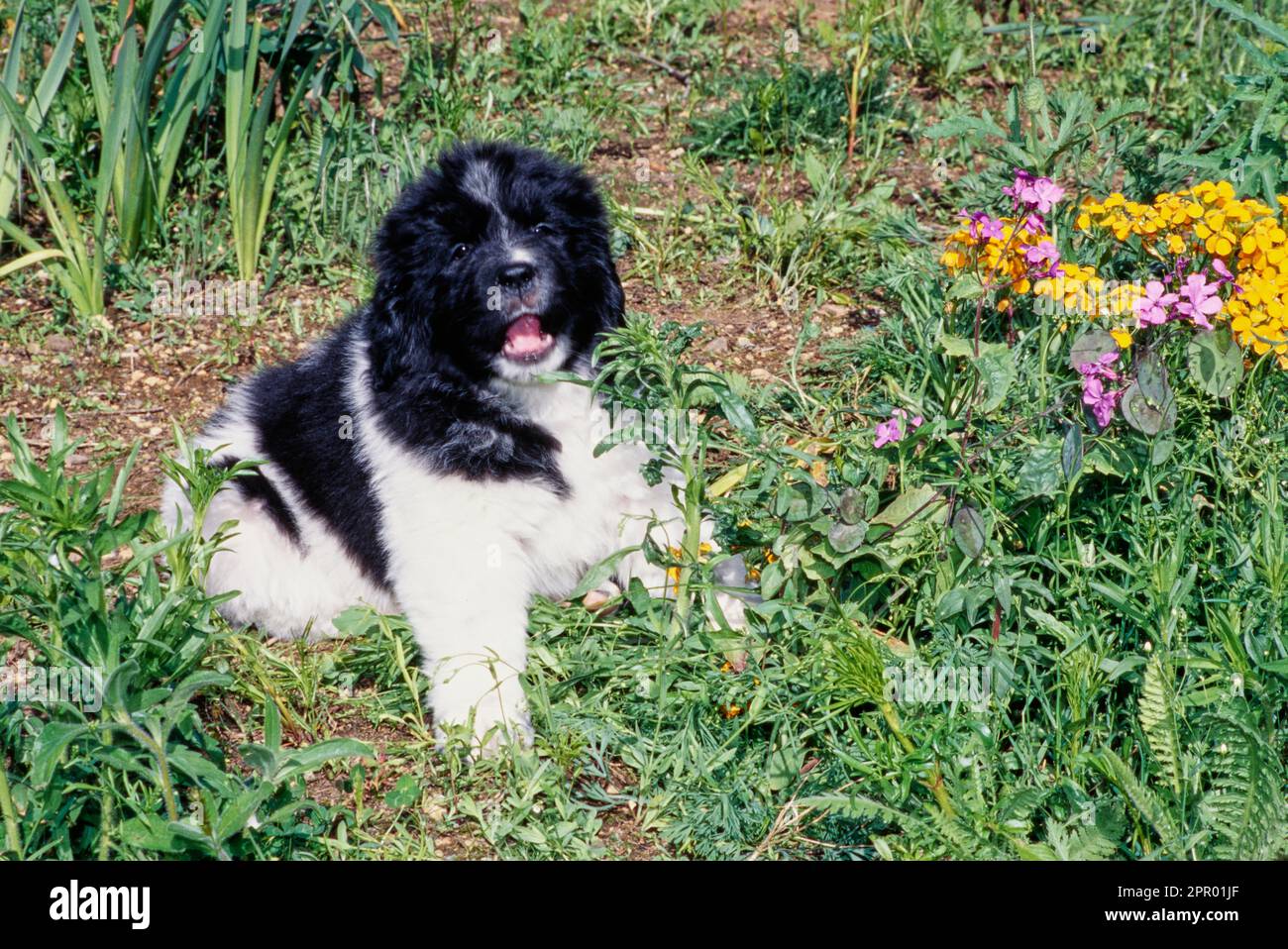 Ein Welpe aus Neufundland sitzt draußen auf Feldern mit Unkraut und Blumen Stockfoto