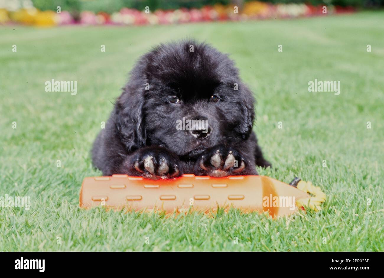 Flauschiges Newfoundland Hündchen, das auf dem Rasen sitzt und auf rotem, schwimmendem Spielzeug ruht Stockfoto