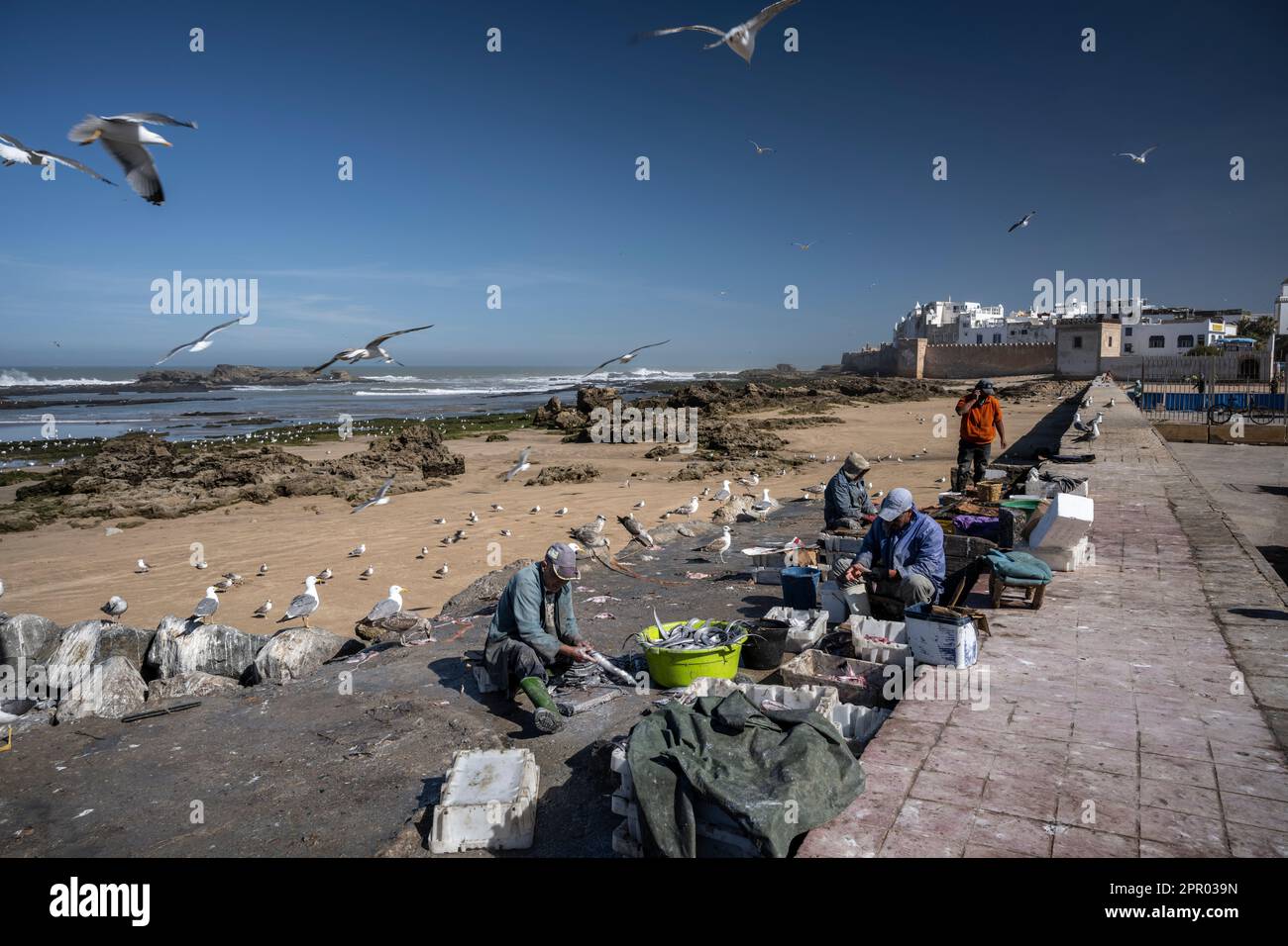 Fischer säubern Fische im Hafen von Essaouira, neben den Stadtmauern, während Möwen über ihnen fliegen. Stockfoto