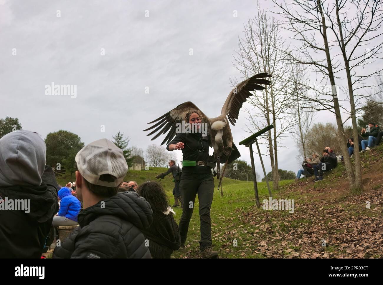 Eurasischer Greifgeier Gyps fulvus, der von einem Mitarbeiter bei einer Ausstellung im Cabarceno Natural Park Penagos Cantabria Spanien getragen wird Stockfoto