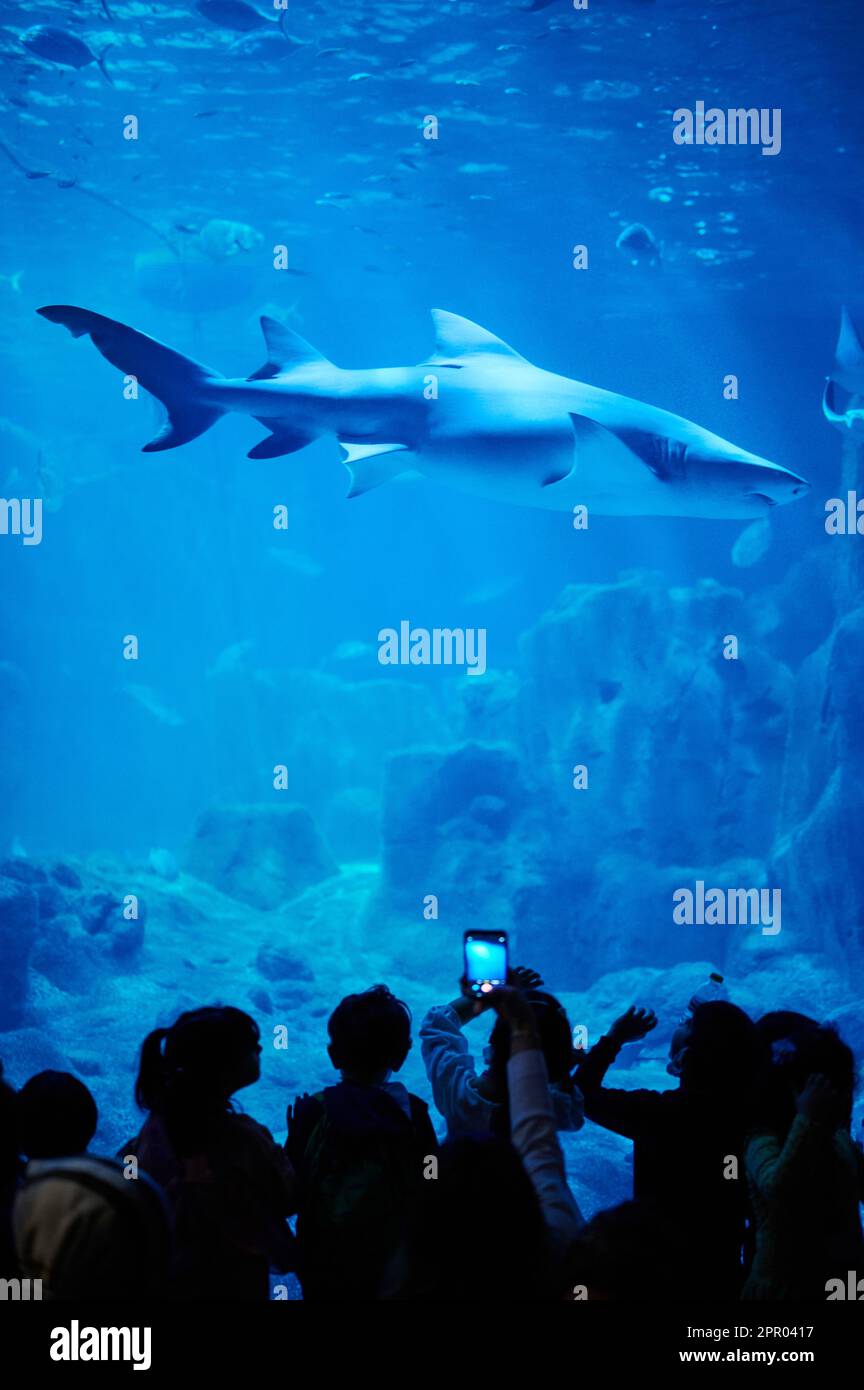 Großer Hai schwimmt im blauen Wasser des Aquariums auf dem Hintergrund der Silhouette des Menschen Stockfoto