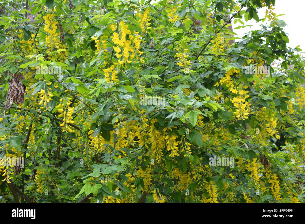 Im Frühling blüht ein dekorativer Laburnum-Busch in der Natur Stockfoto