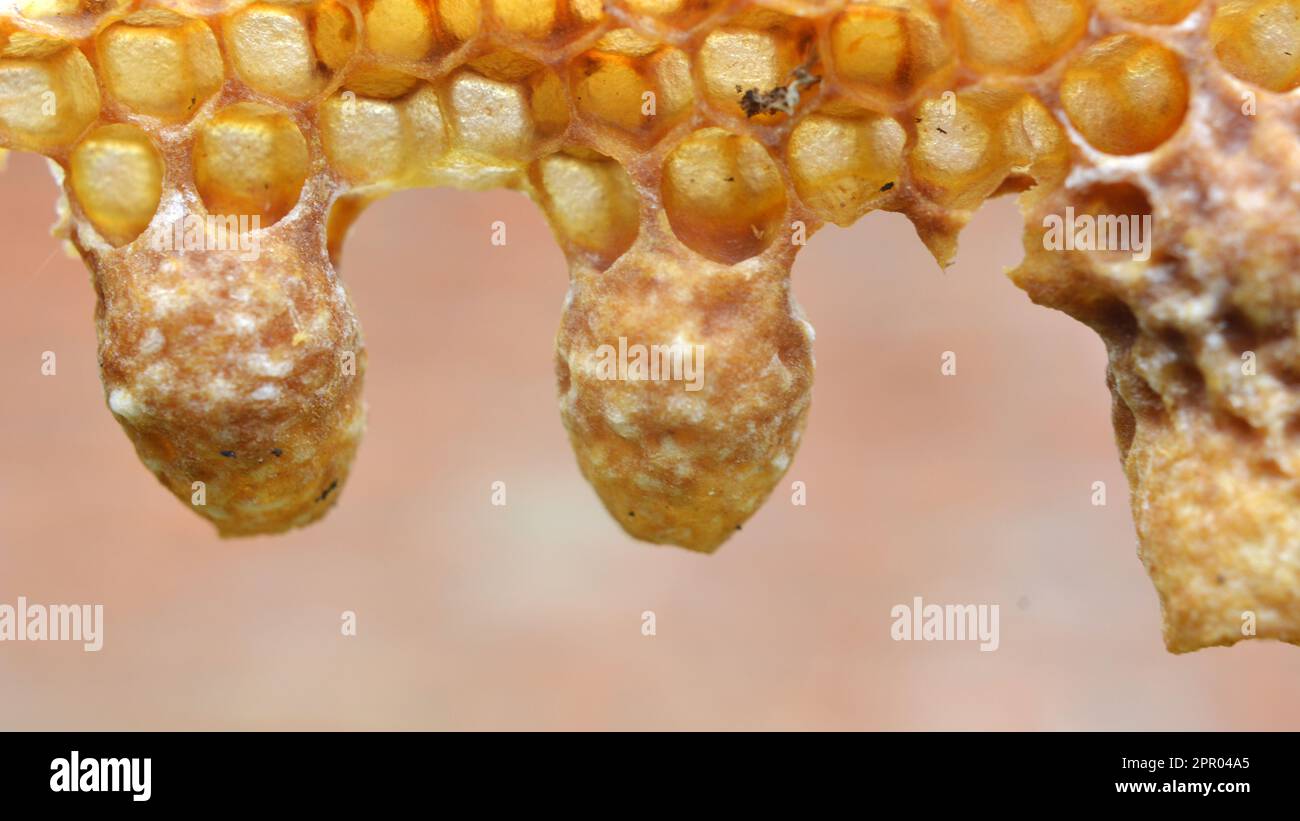 Nicht geschlossen Queen-Cell Honigbiene Nahaufnahme Stockfoto