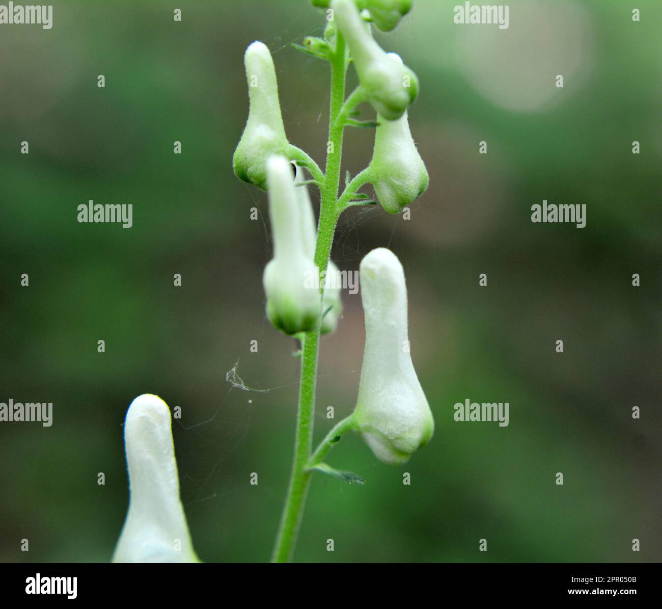 Im Sommer wächst Aconitum im Wald, in der Wildnis Stockfoto