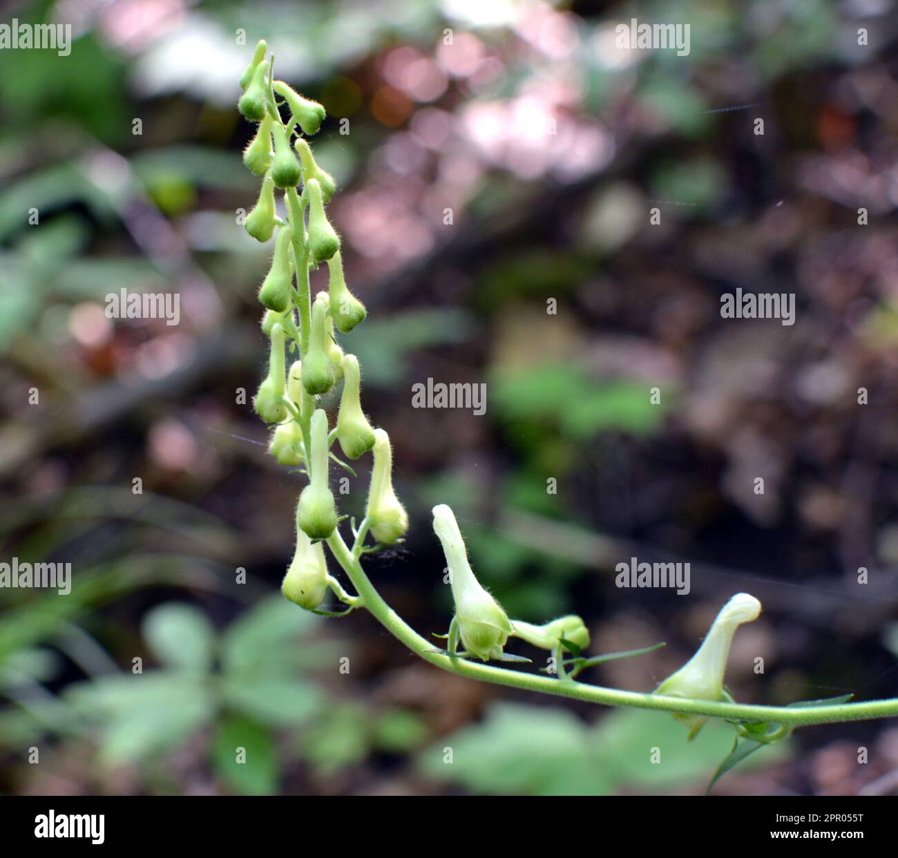 Im Sommer wächst Aconitum im Wald, in der Wildnis Stockfoto