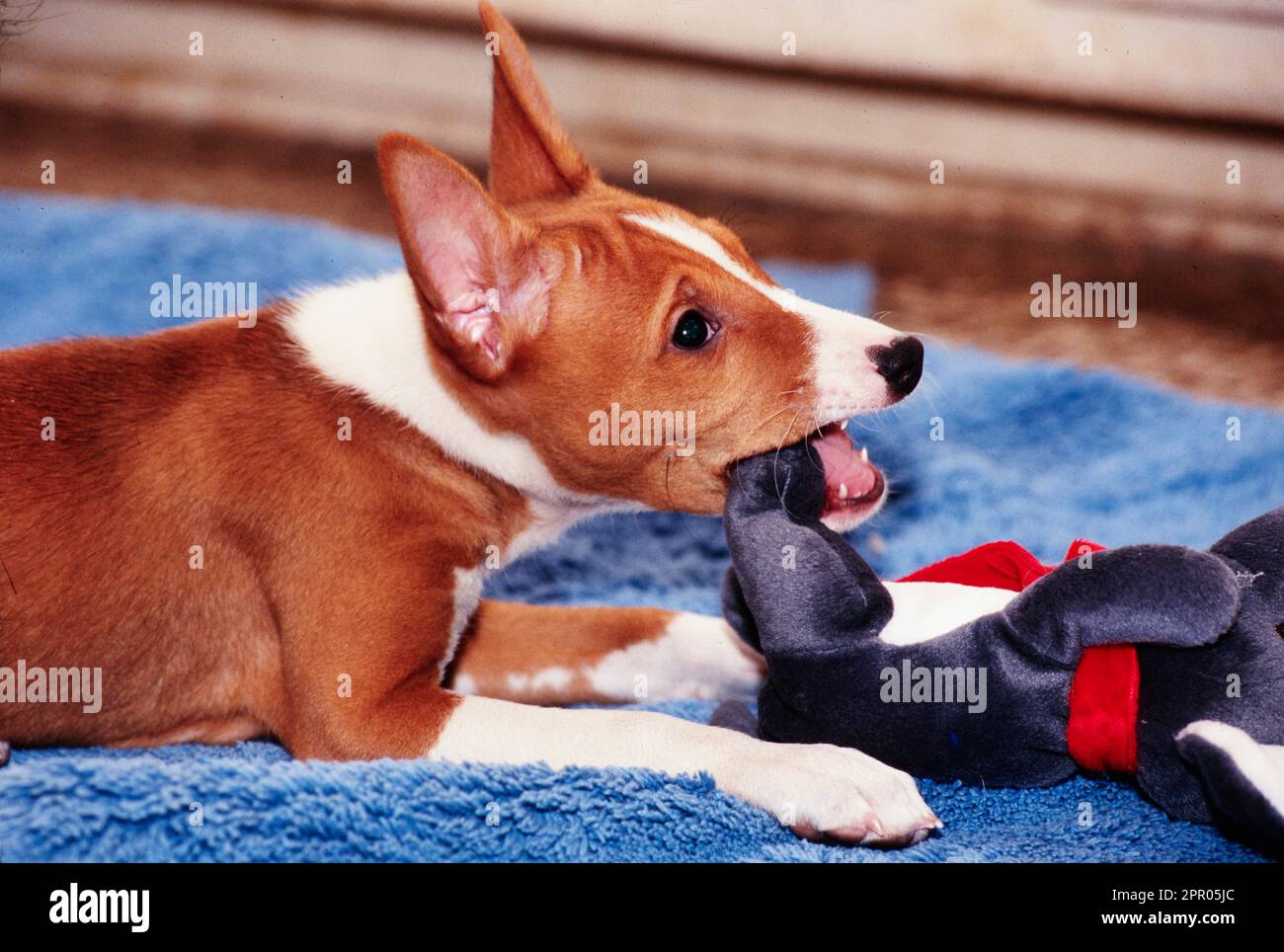 Basenji kaut Stofftierspielzeug auf blauem Teppich Stockfoto