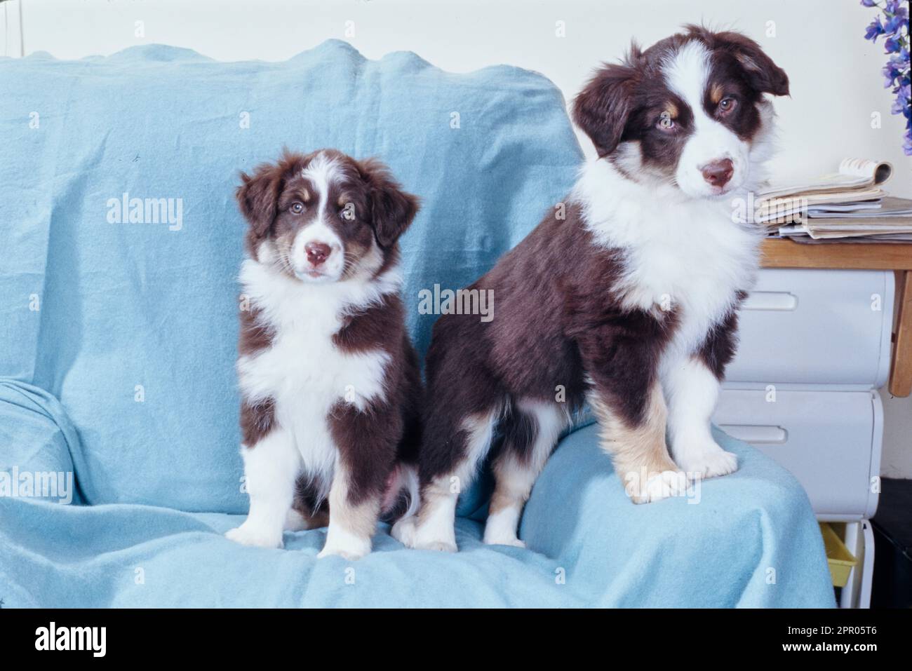 Zwei australische Schäferhunde auf dem Sofa mit blauer Decke Stockfoto