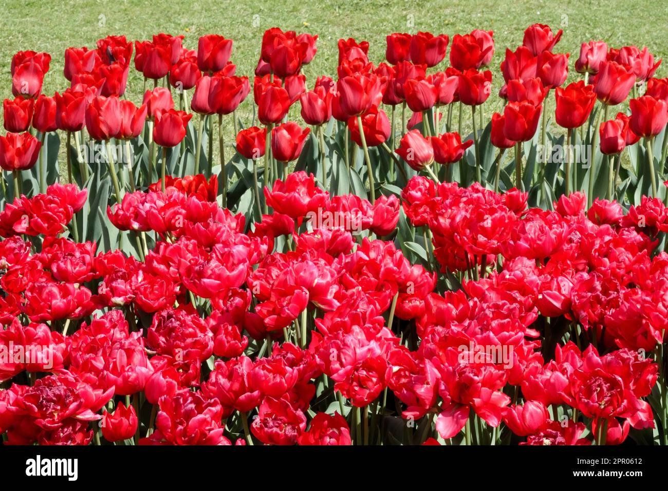 Red Tulips Garden, Tulipa „Merry Go Round“, Tulipa „Estatic“, Double Early Tulip, Single Late Tulip, Blumen, Gruppe Stockfoto