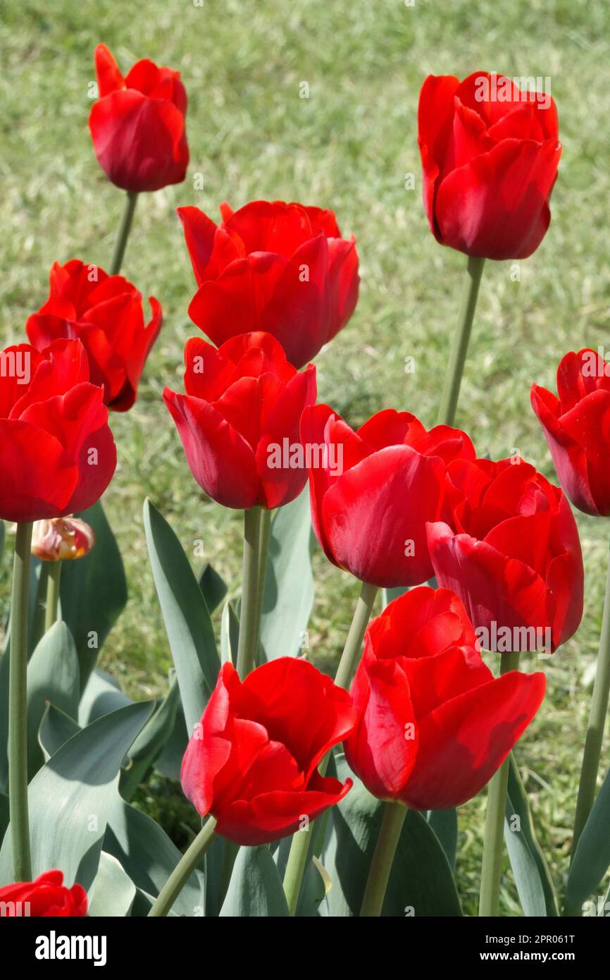 Single Late Tulip, Red Tullips, Tulipa „Merry Go Round“ Stockfoto