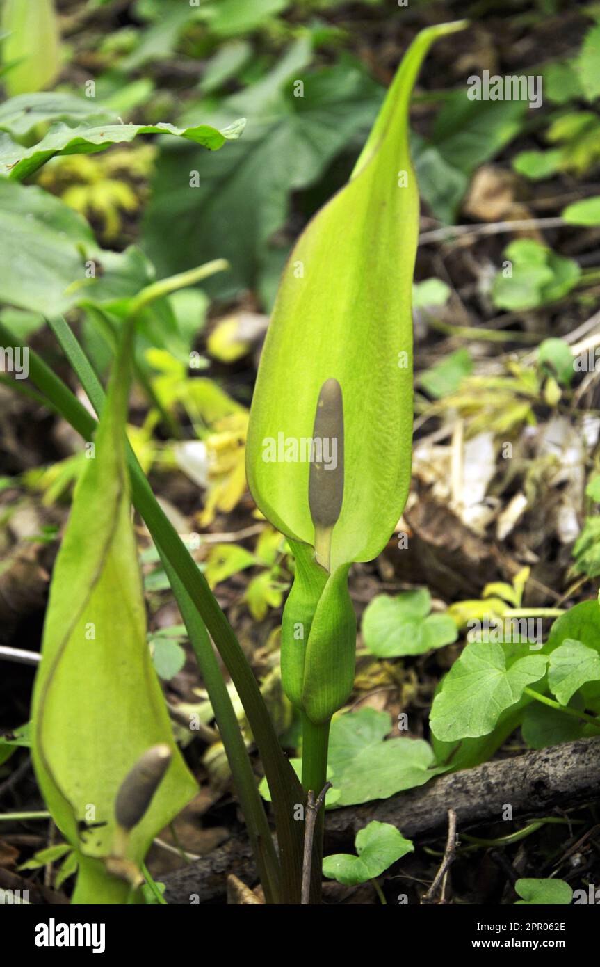 Arum besserianum im Frühling blüht in der Wildnis des Waldes. Stockfoto