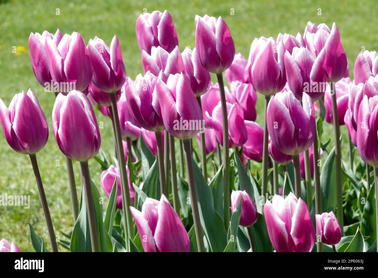 Pink Tulips, Triumph Tulip, Tulipa „Heilsarmee“ Stockfoto