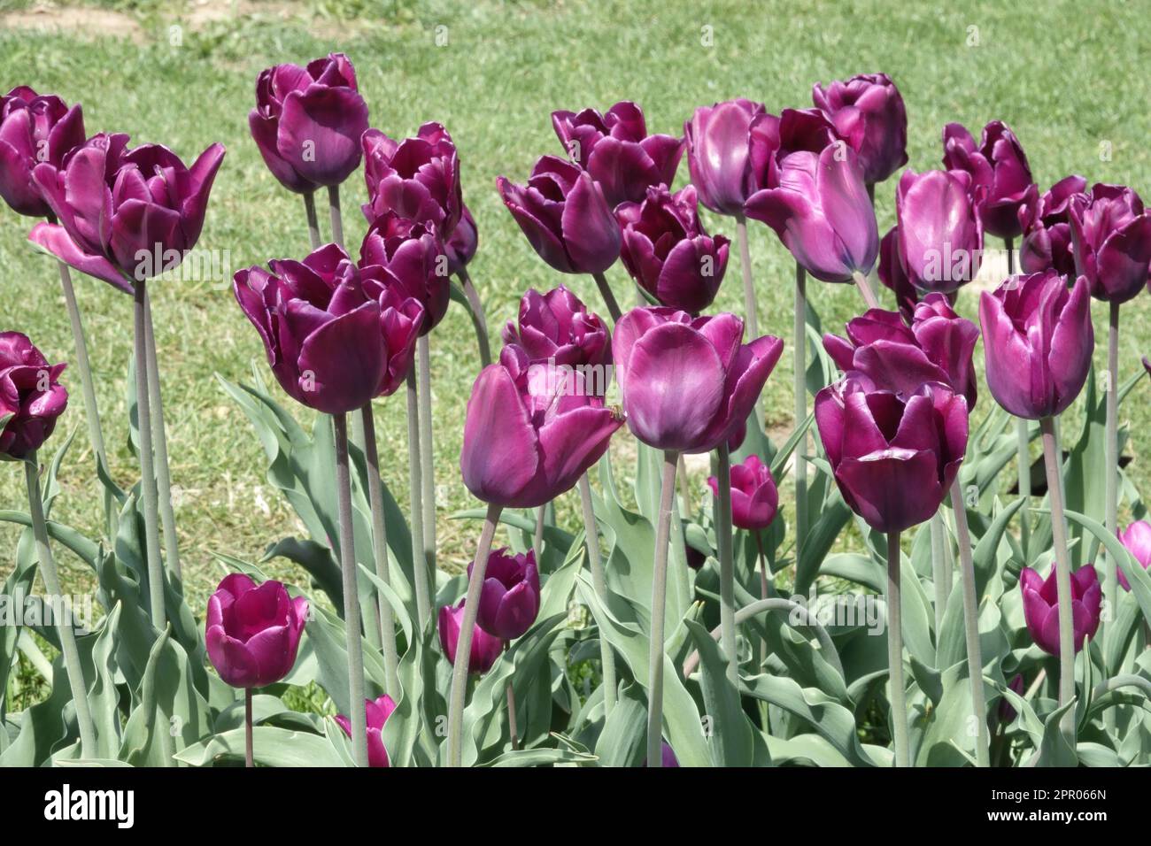 Triumph Tulip, Tulipa „Purple Rain“, Dark, Purple, Tulips Stockfoto