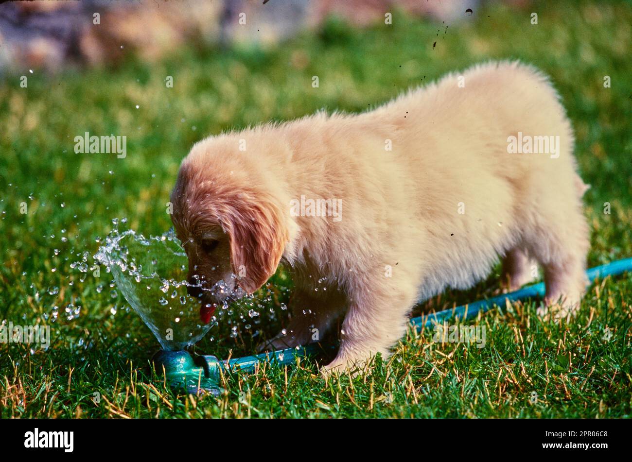 Das Golden Retriever Hündchen trinkt aus dem Wasserschlauch draußen im Gras Stockfoto