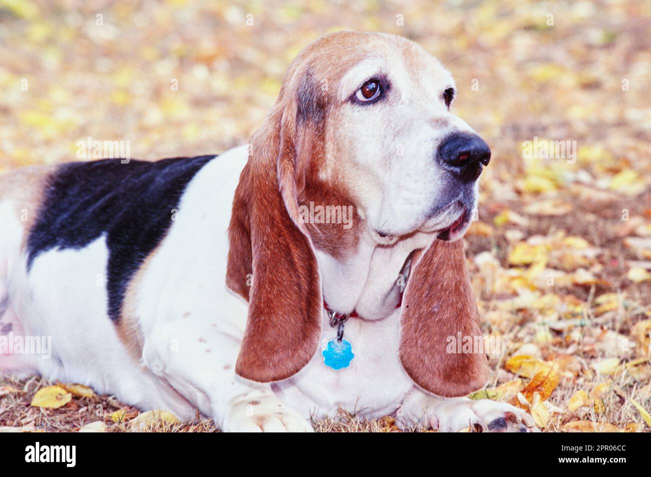 Basset Hound liegt draußen mit herbstlichen Blättern und Kopf zur Seite Stockfoto