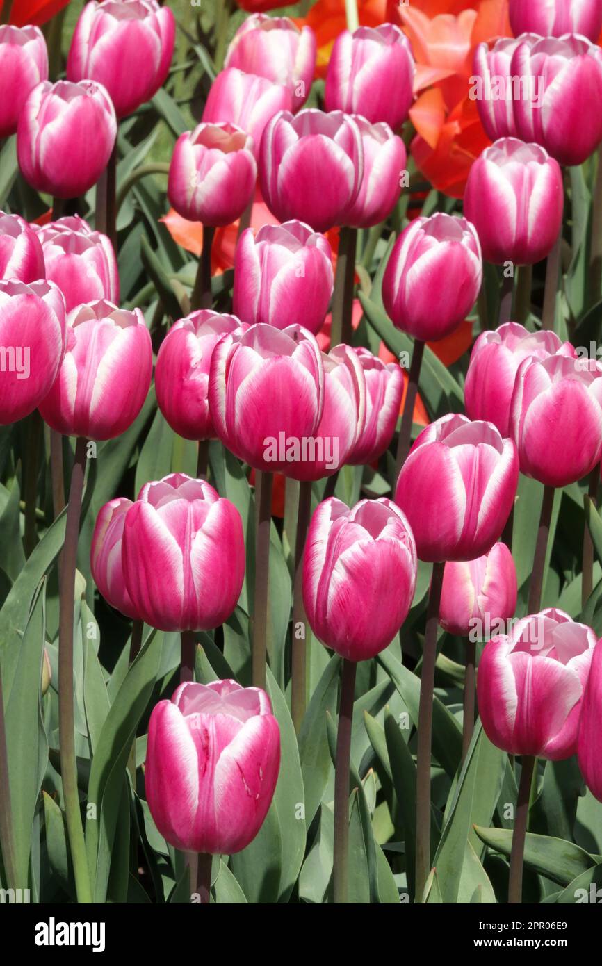Single Late Tulip Gruppe Pink Tulips, Tulipa „Jumbo Beauty“ Stockfoto