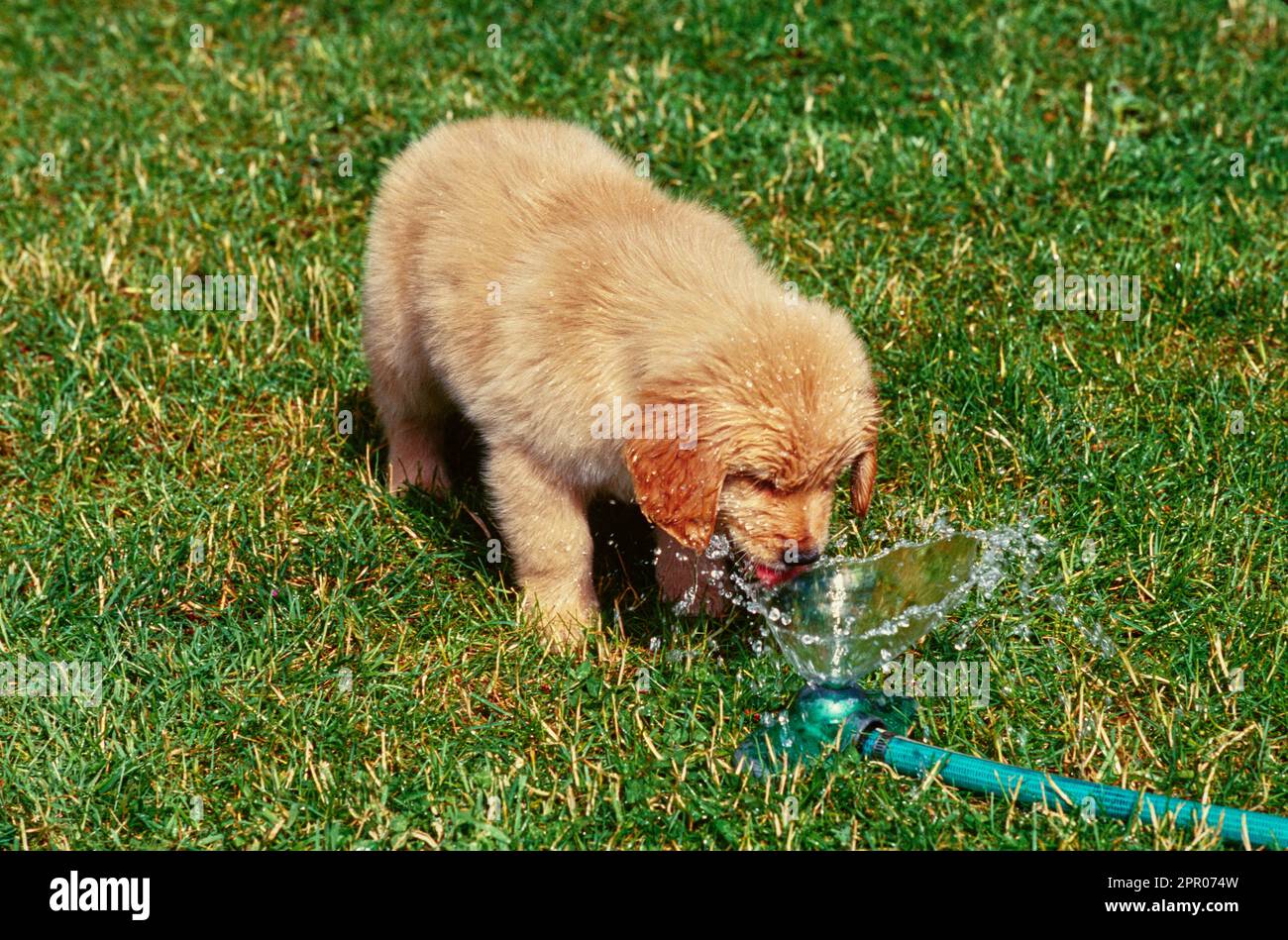 Das Golden Retriever Hündchen trinkt aus dem Wasserschlauch draußen im Gras Stockfoto