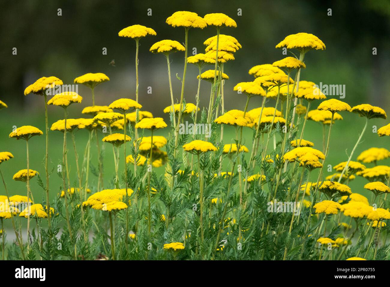 Fernleaf Yarrow, Achillea filipendulina „Parkers Variety“ Stockfoto