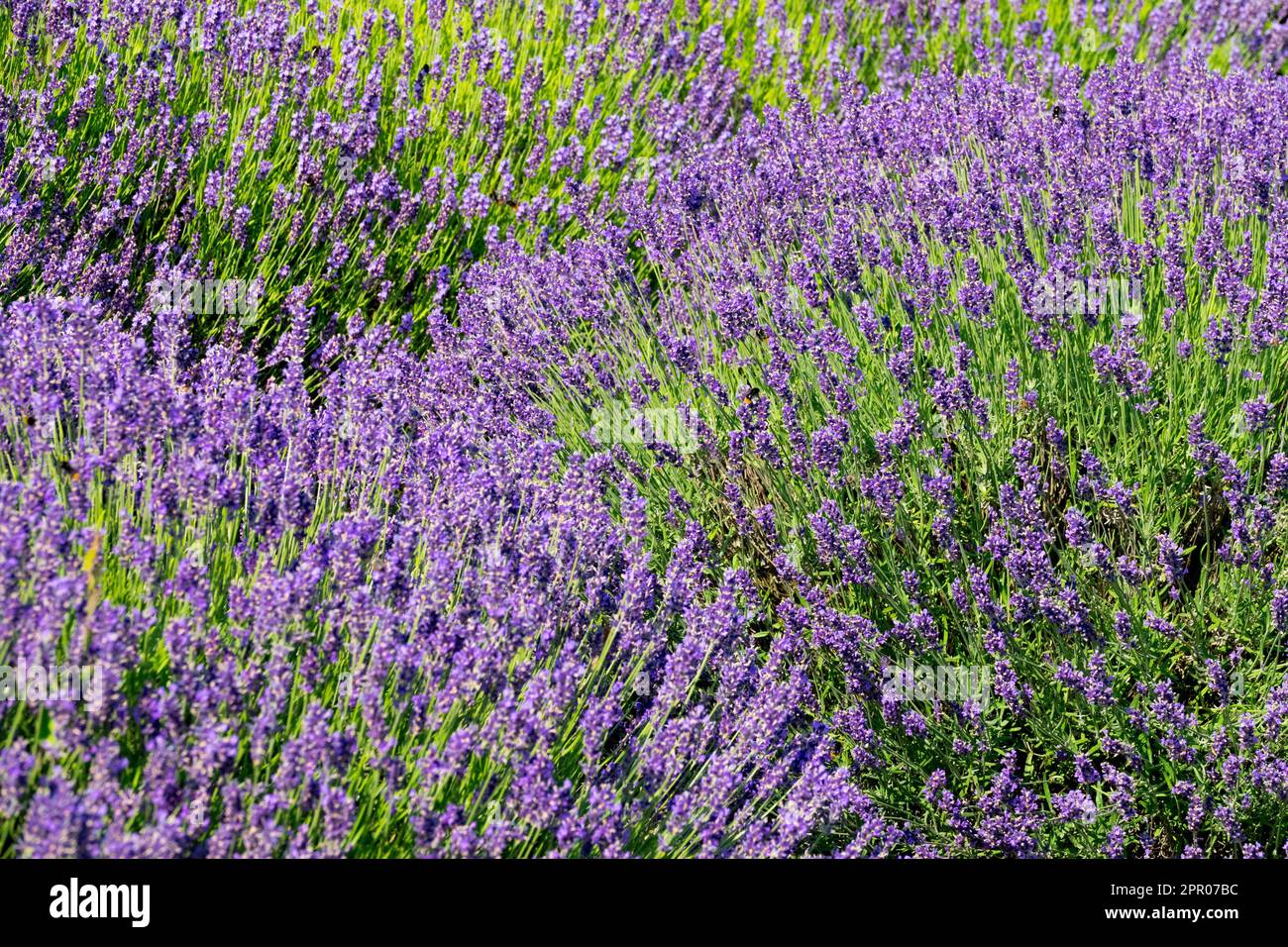 Englischer Lavendel, Lavandula angustifolia „Hidcote Blue“ Stockfoto