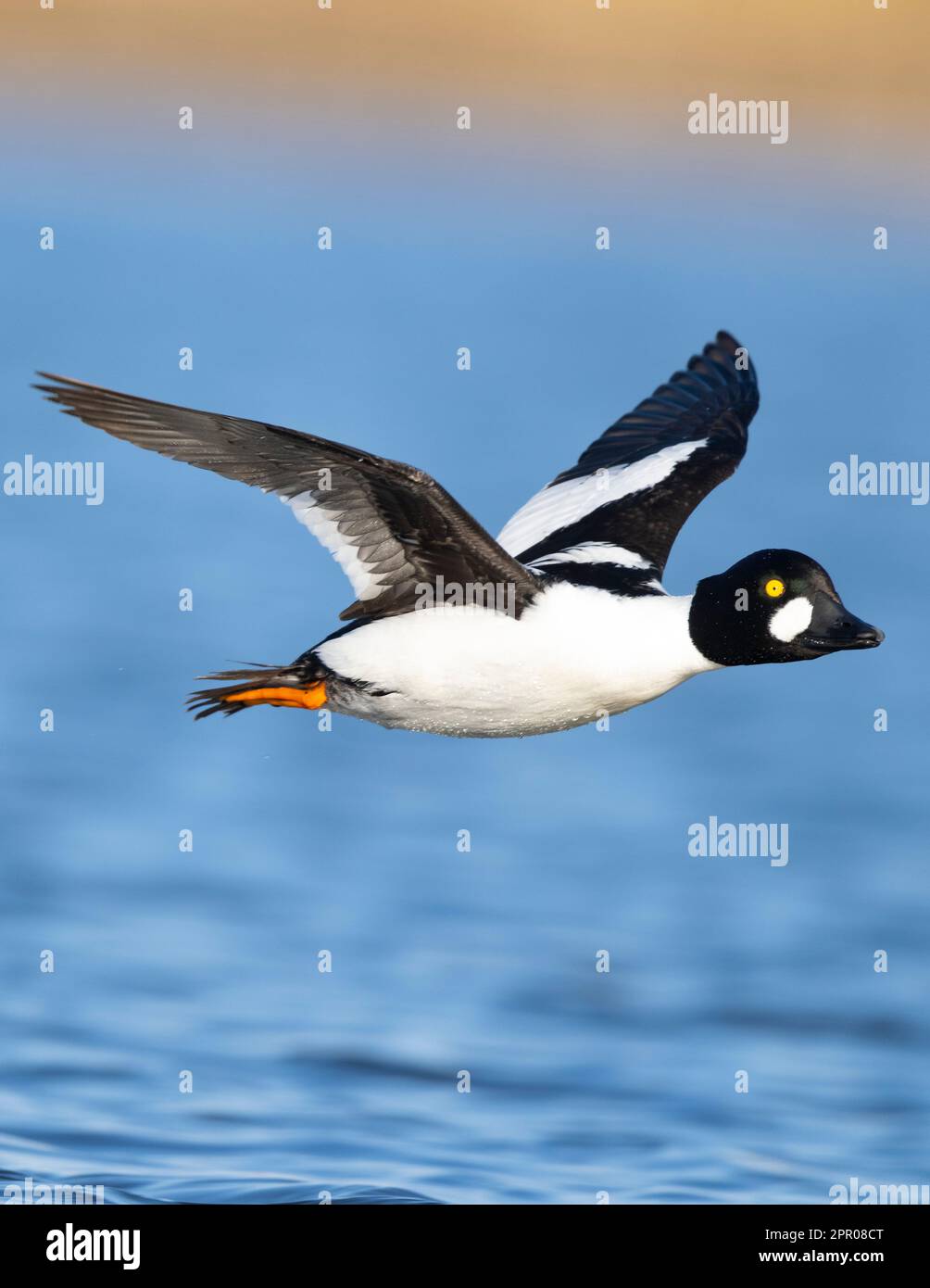 Drake Common Goldeneye in South Dakota Stockfoto