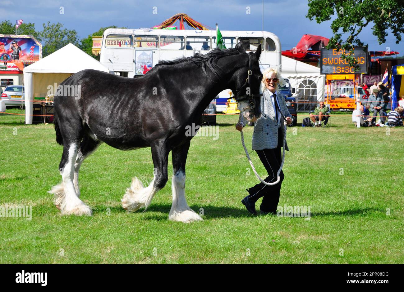 Ein junges Shire Horse zeigt seine feinen Punkte in einem Wettbewerb auf einer Landausstellung. Uffington, Oxfordshire. UK. England. Großbritannien Stockfoto