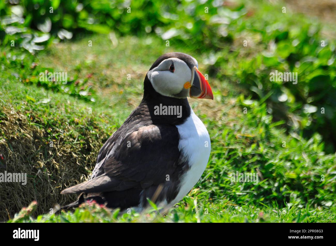 Puffin "Fratercula arctica" kommt von seiner Bursche unter der Grasdecke auf der Skomer-Insel vor der Pembrokeshire-Küste.Wales, Großbritannien, vor Stockfoto