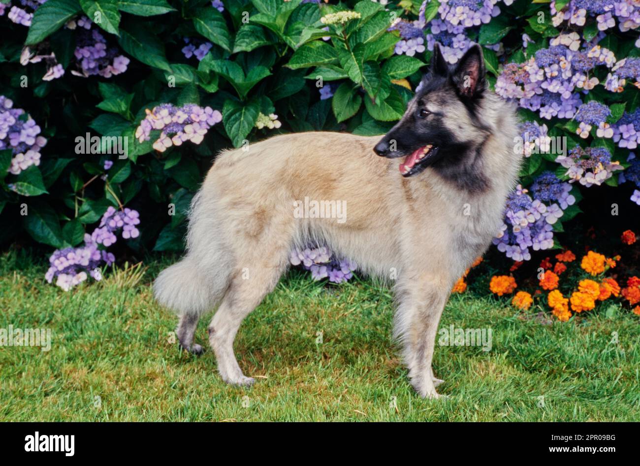 Der belgische Hirte stand draußen im Gras vor den Büschen, mit lila und orangefarbenen Blütenköpfen nach hinten gedreht Stockfoto