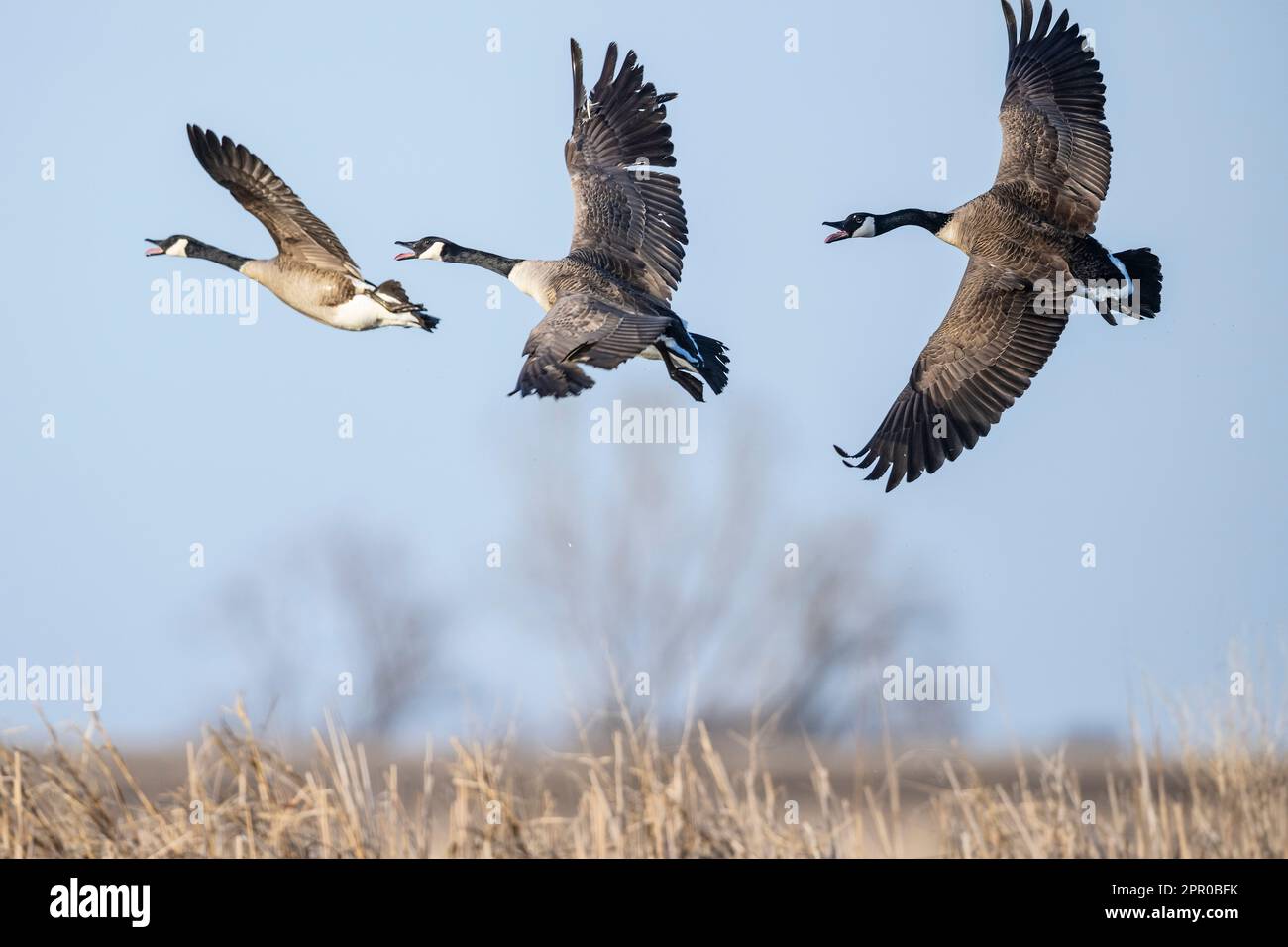 Canada Gänse in South Dakota Stockfoto