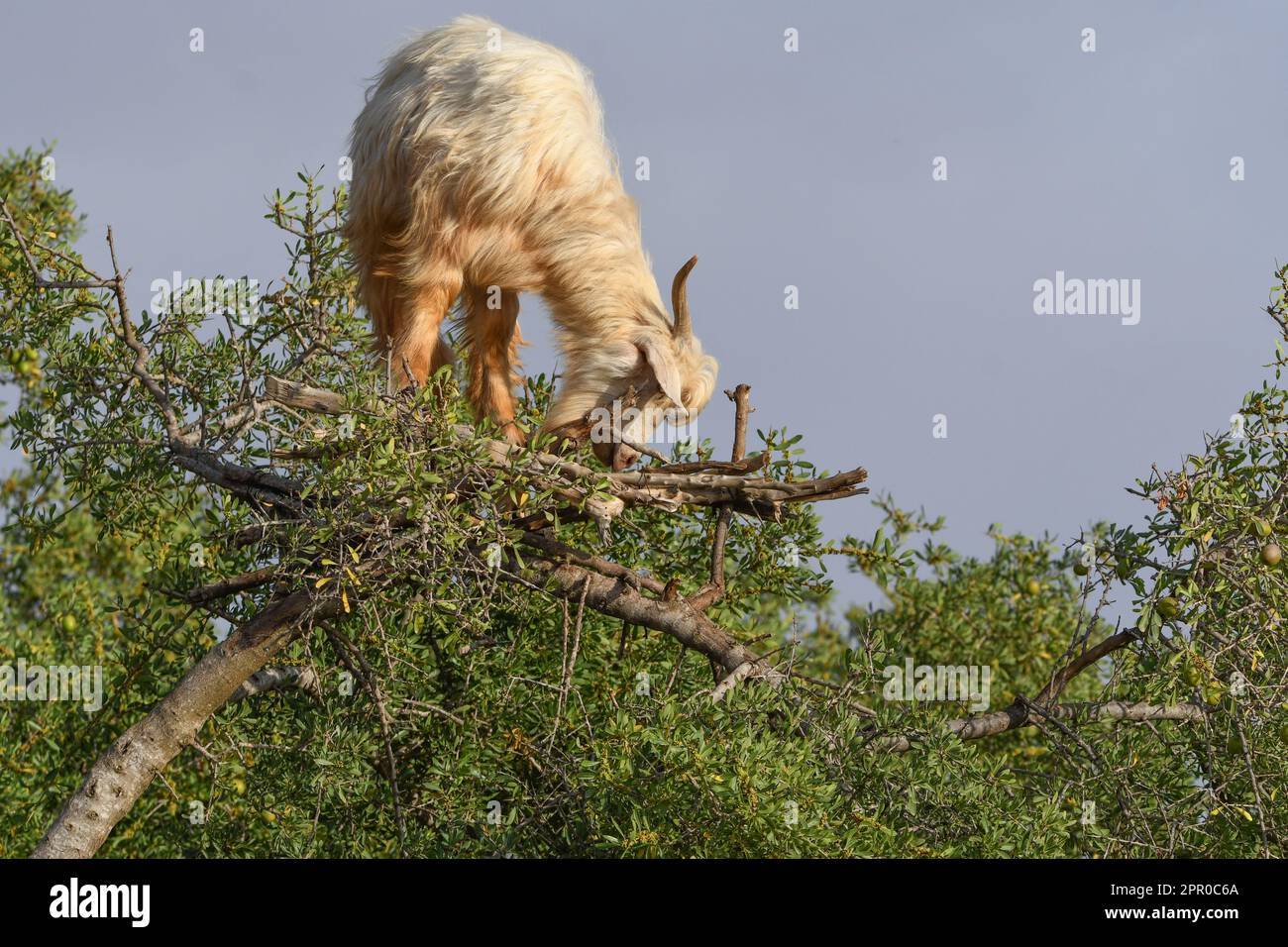 Ziege im Baum Essaouira Marokko Stockfoto
